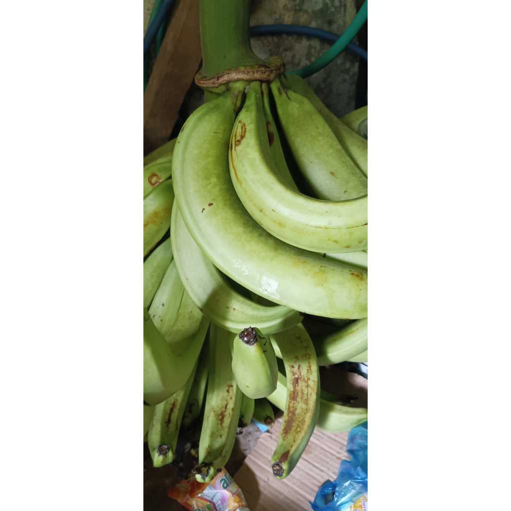 

PISANG TANDUK LAMPENENG 1KG