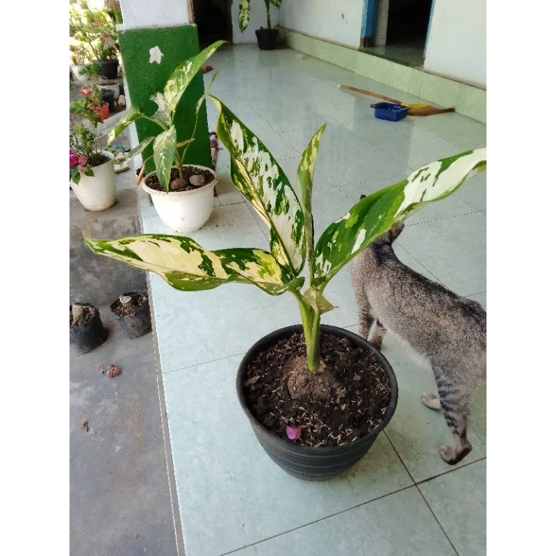 tanaman Sri rejeki JUMBO Beras kutah Doreng