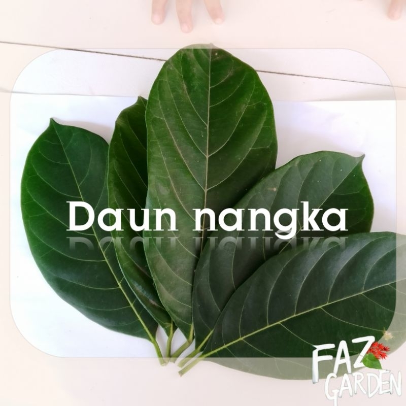 

100g -----> daun nangka Segar