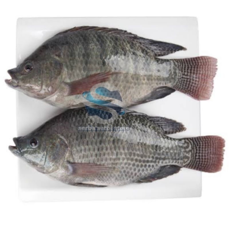 

ikan nila segar berat 1 kg