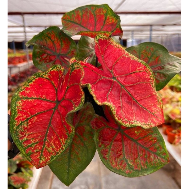 ( BISA COD ) Caladium Merah Neon Keladi Hias Merah Neon Tanaman Hias Keladi Murah Meriah / Keladi Me