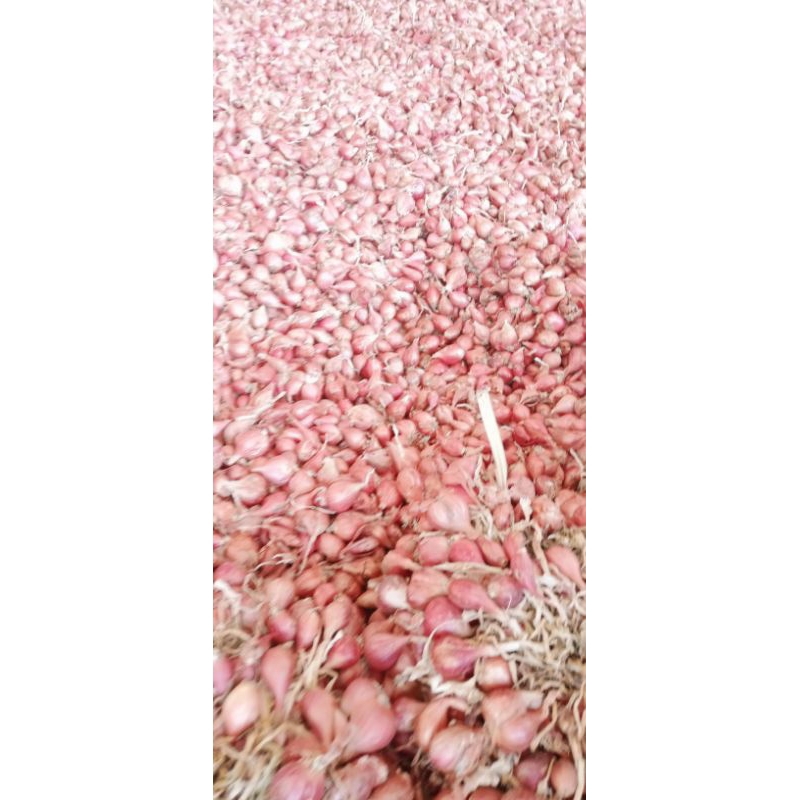 

BAWANG MERAH ASLI BREBES rogolan (tanpa daun)