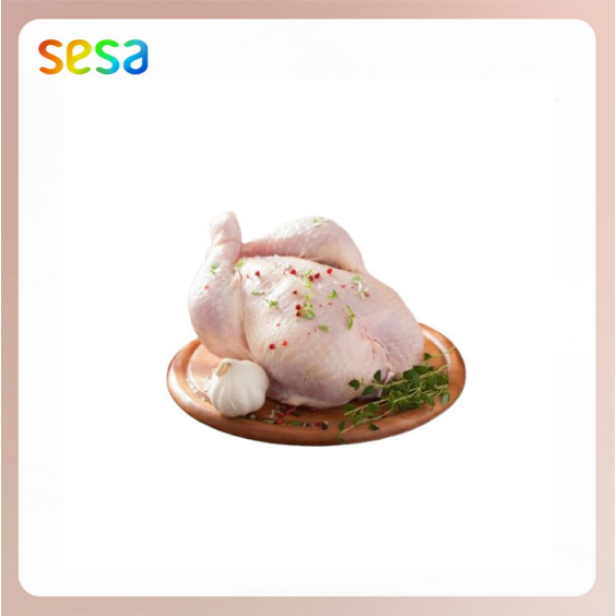 

AYAM Probiotik Pollo Ekor 0.9 - 1kg - Ayam Ekor Utuh Fresh