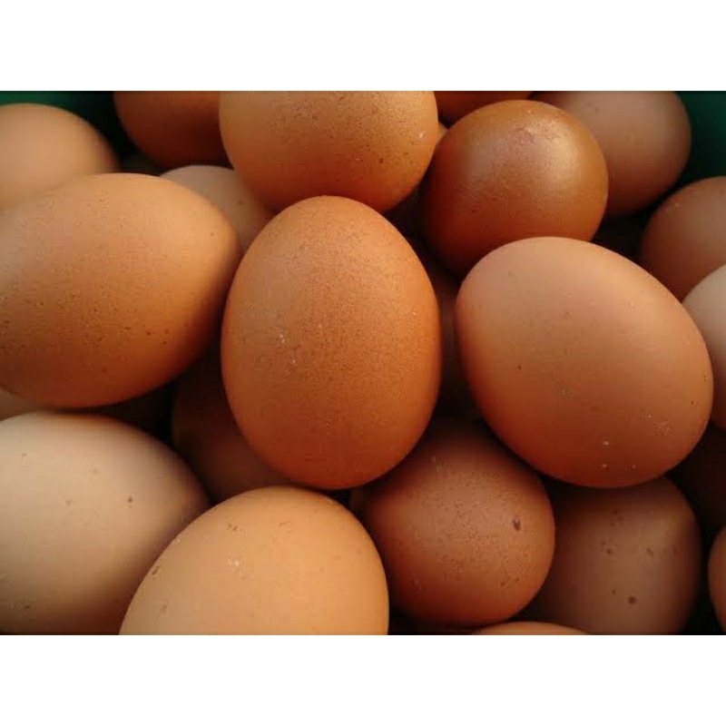 

Telur Ayam Negeri 1 kg