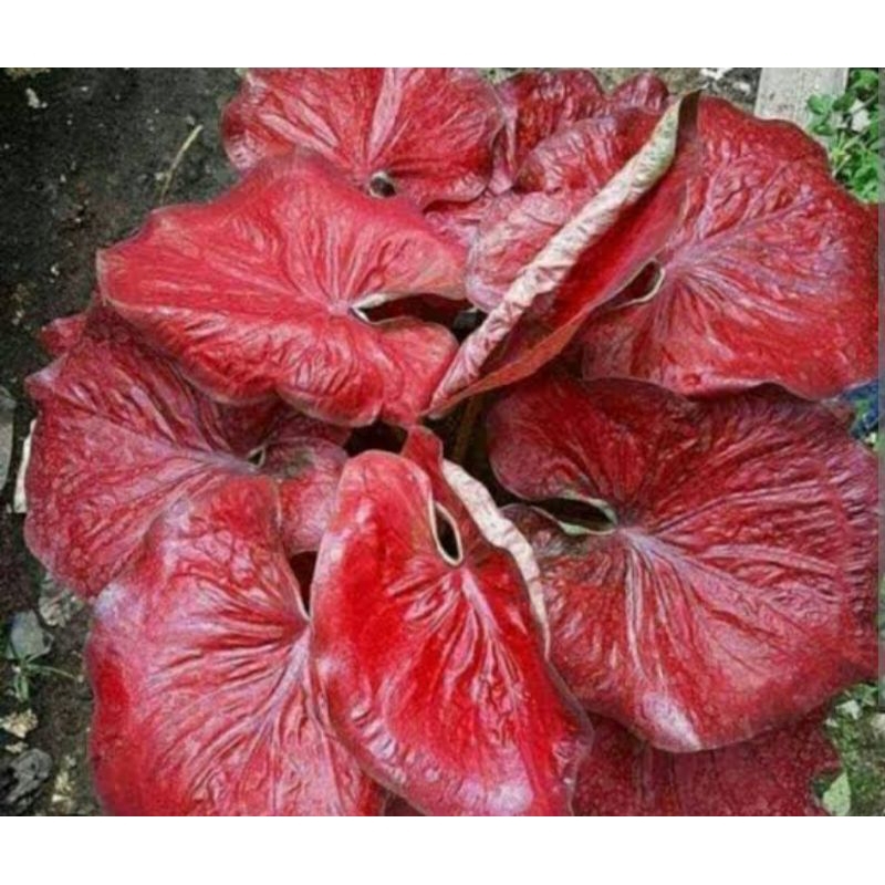 CALADIUM RED STARDUST