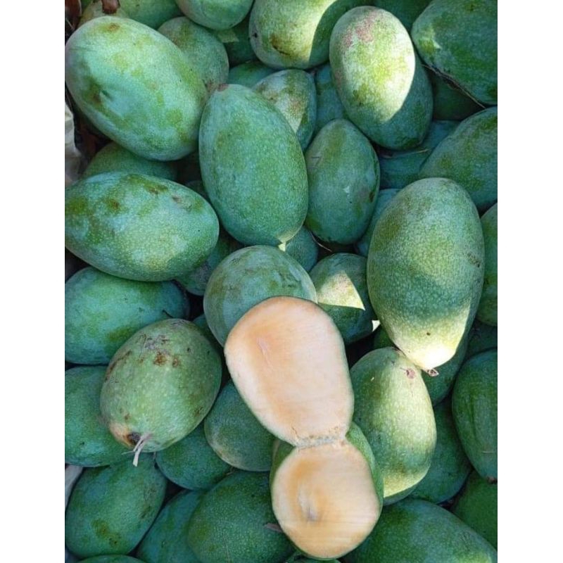 

Mangga Manalagi Tua/Muda Khas TUBAN 1 kg isi 4-5 buah