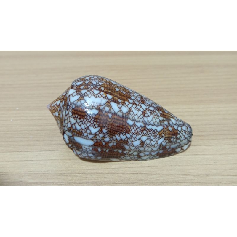 cangkang kerang conus textile