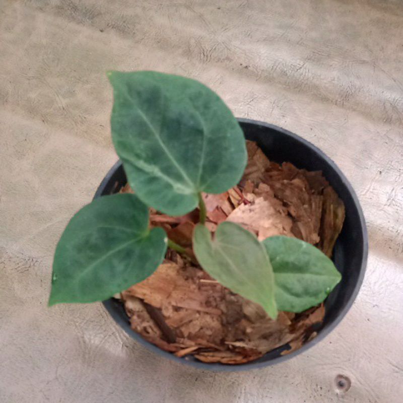 anthurium king of spades