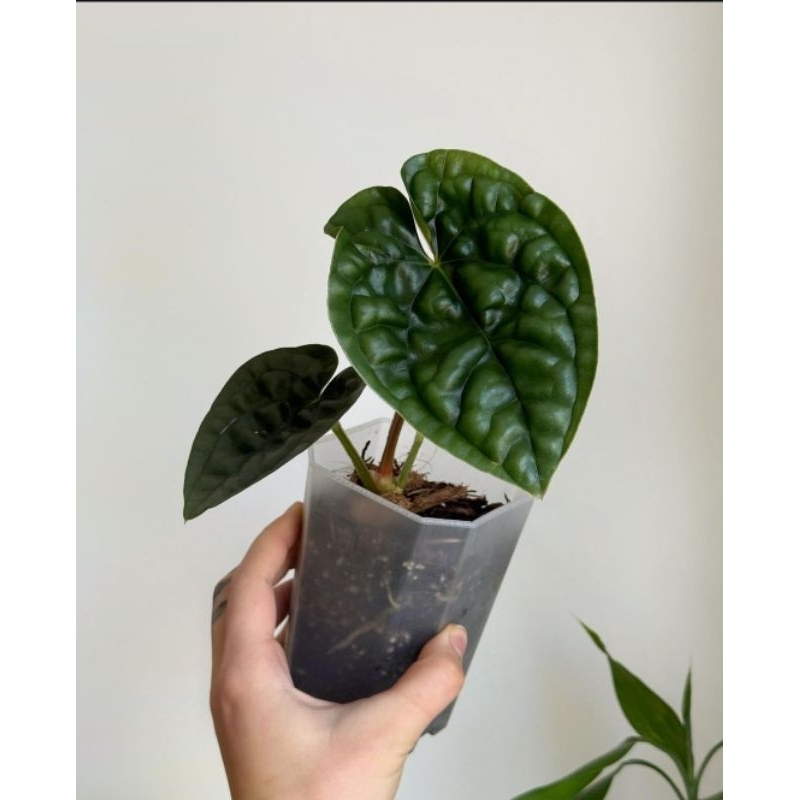 ANTHURIUM LUXURIANS - Tanaman Hias Hidup Anthurium Luxurians