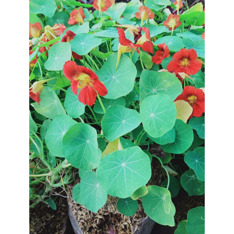 Nasturtium/Edible Flower