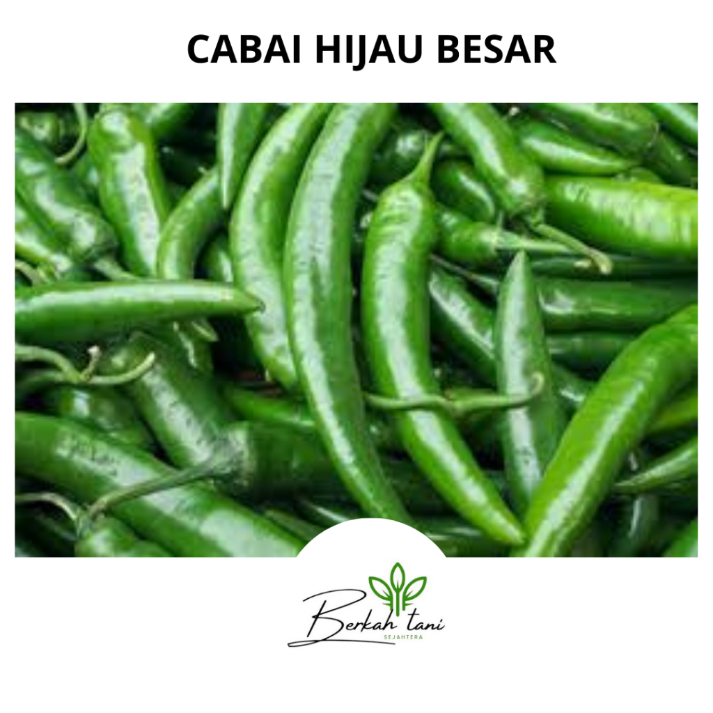 

CABAI HIJAU BESAR 500 GRAM
