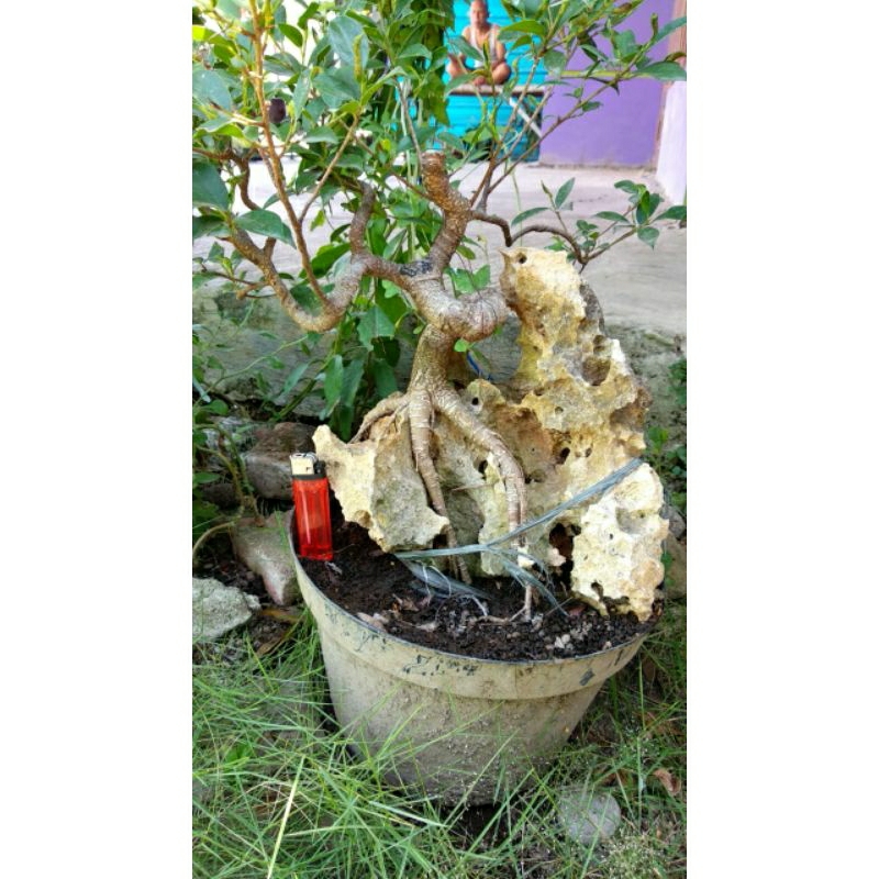 bahan bonsai kimeng on the rock