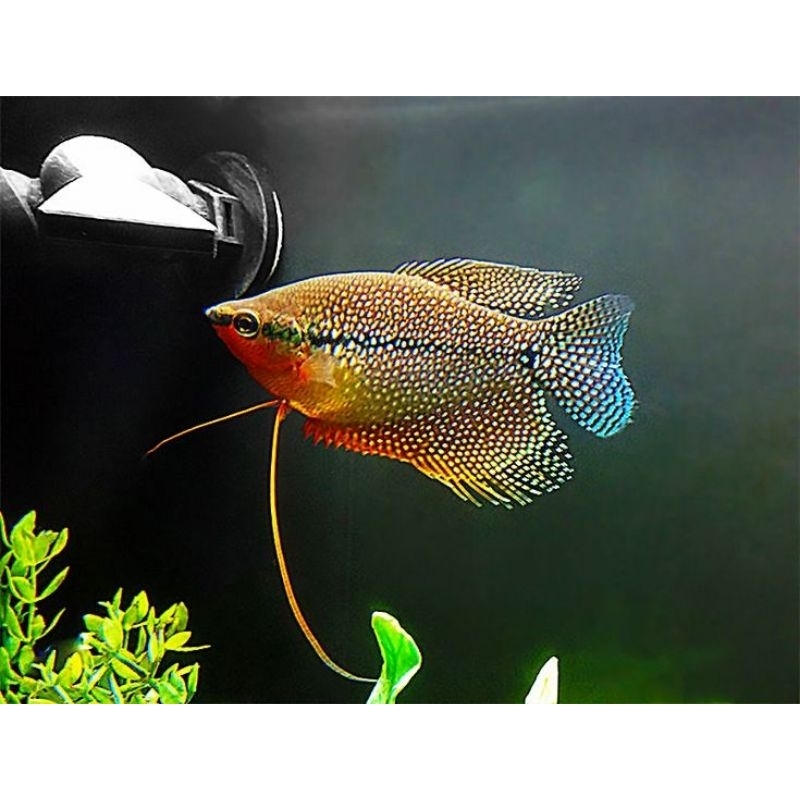 Ikan Hias Sepat Mutiara