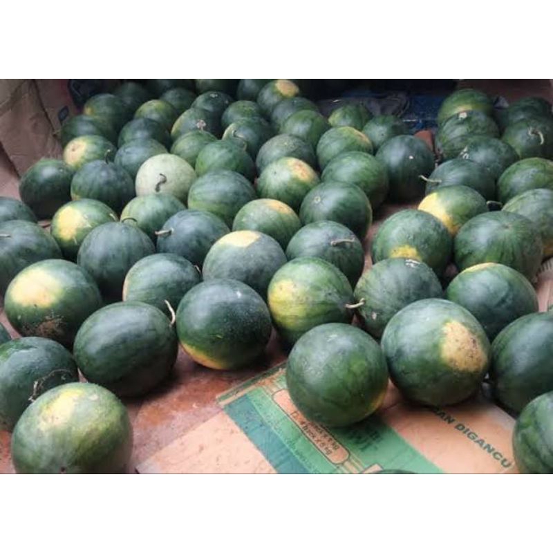 

Semangka Tanpa Biji Bulat
