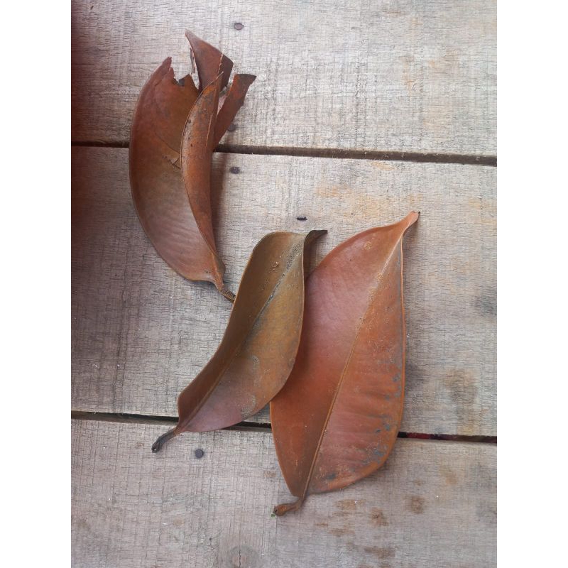 

Daun manggis kering herbal tradisional harga per 100 gr