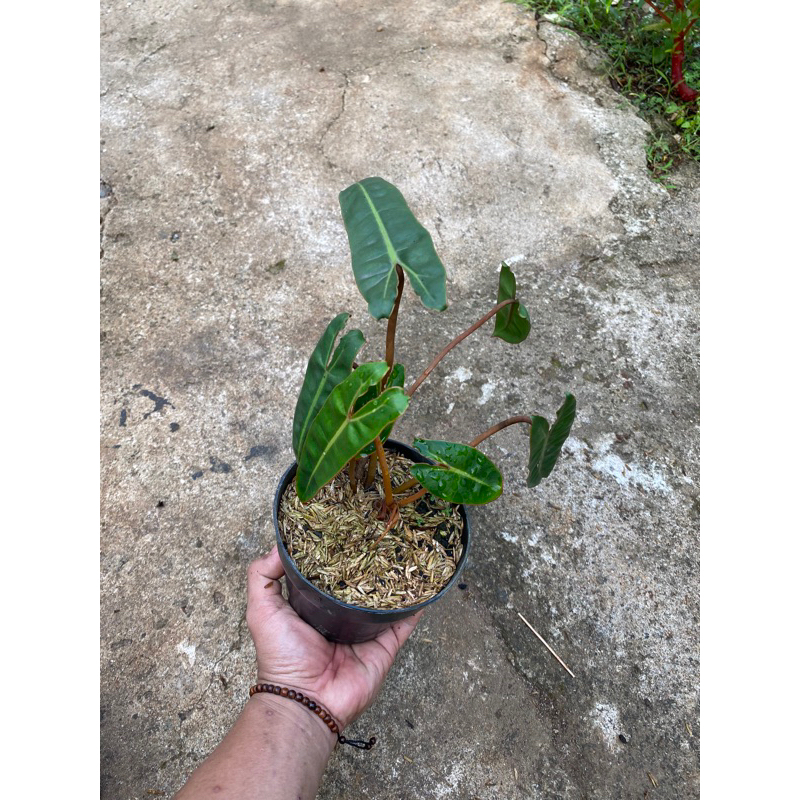 philodendron billietiae