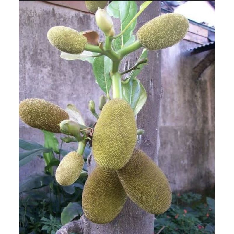 bauh babal / nangka muda / babal nangka fresh / obat diabetes dan diare isi 1 buah