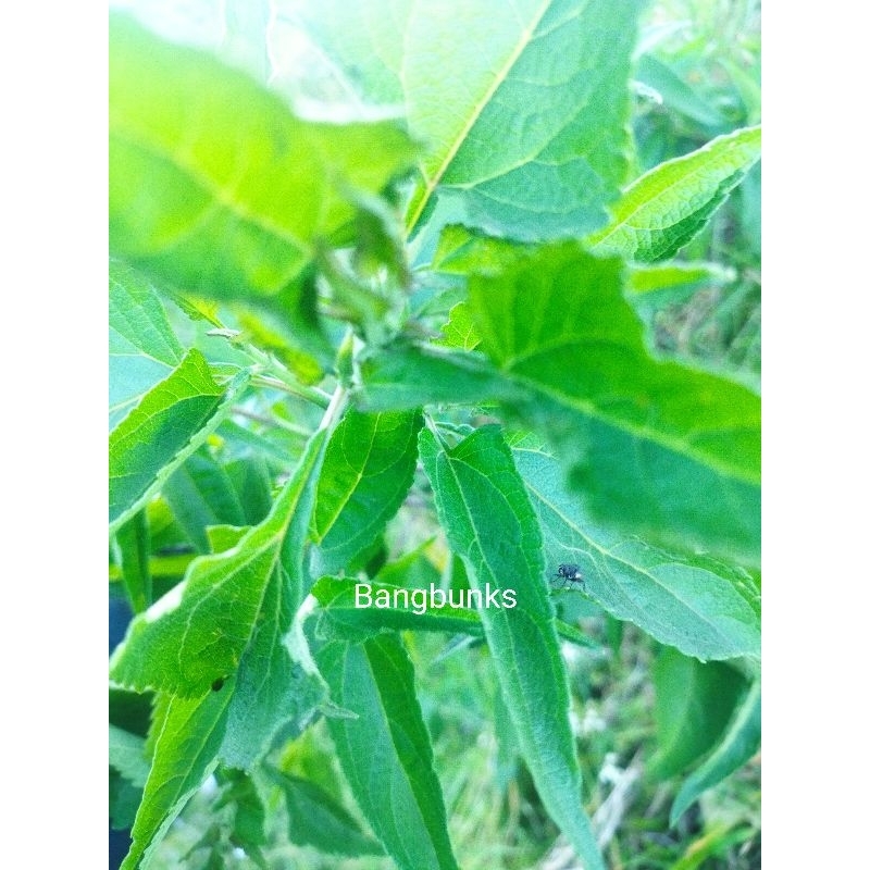 

Daun karinyuh segar 1 kg