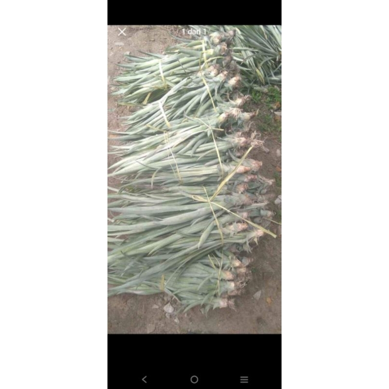 

bibitnanasasliPrabumulih