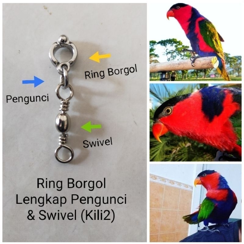 Ring Borgol Burung & kili