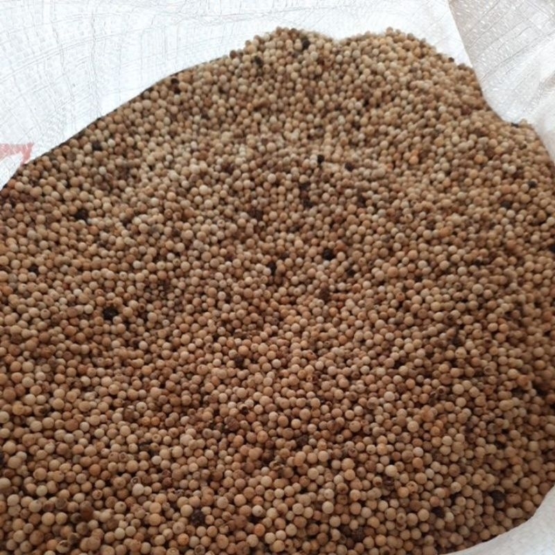 

lada putih butir asli merica bumbu dapur