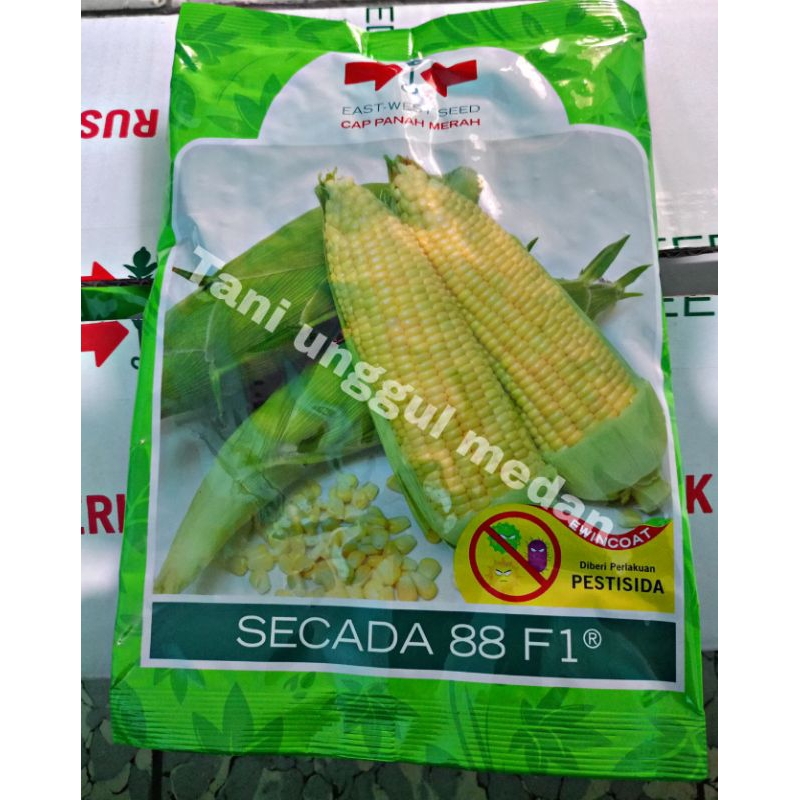 Benih Jagung Manis Secada 88 F1 isi 1.750 butir
