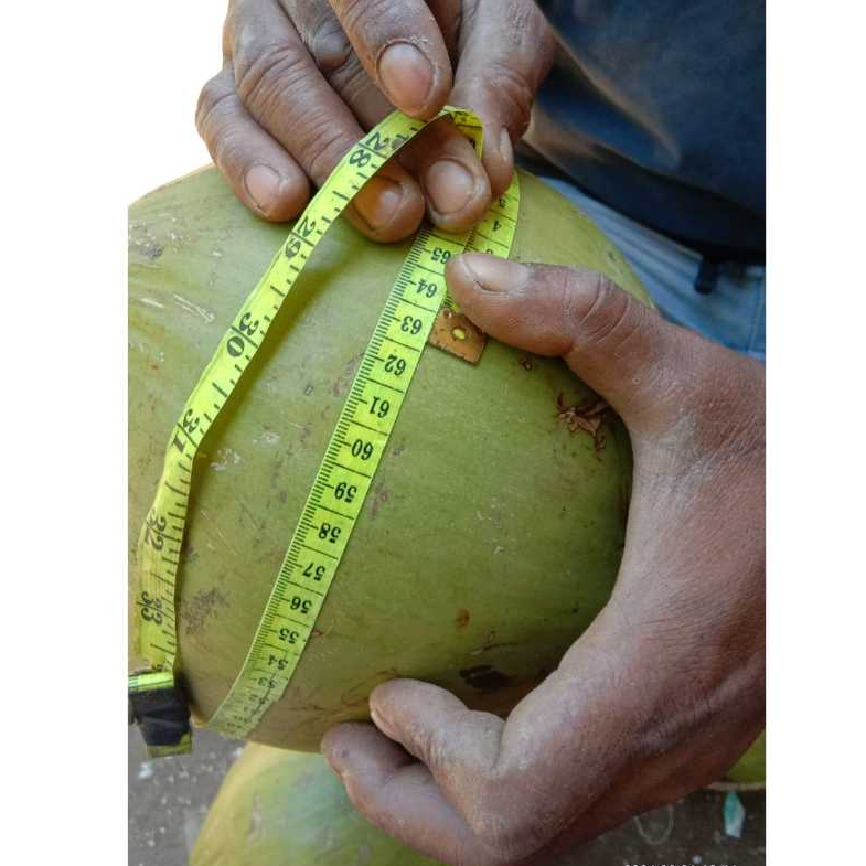 

Kelapa Kopyor besar 60 - 65 cm