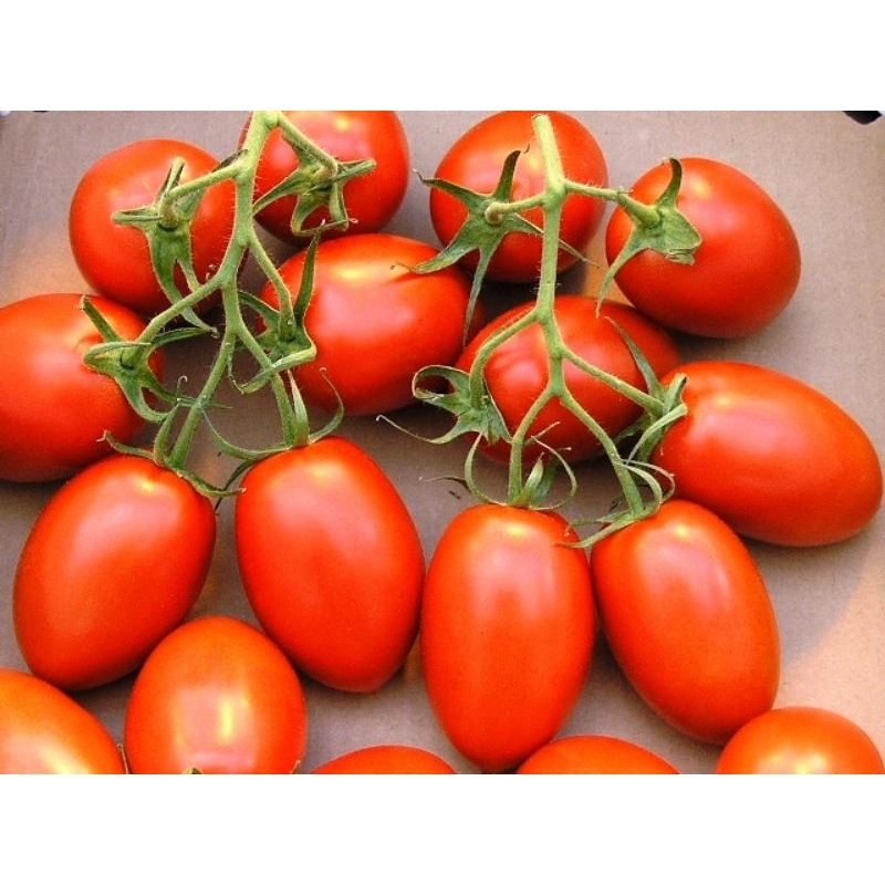 

Tomat Cherry Merah Lonjong