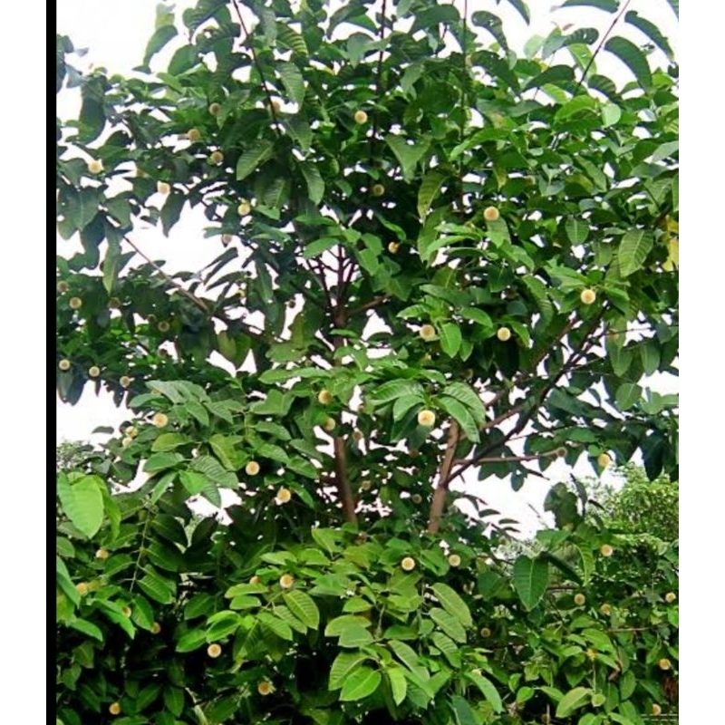 

jual daun pala segar 250 gram