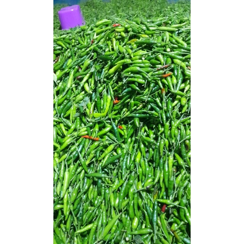 

RAWIT HIJAU | RAWIT GUNUNG | CAPLAK 250gr
