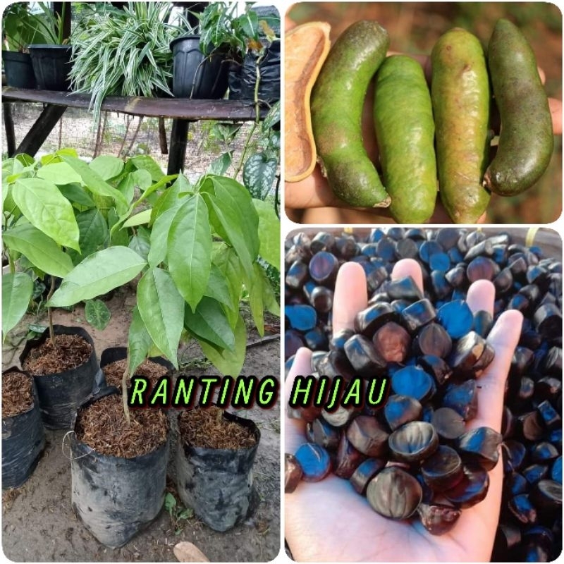 paket 5 bibit jaling/kabau-tanaman jolang jaling-bibit tanam jaling kabau jaleng