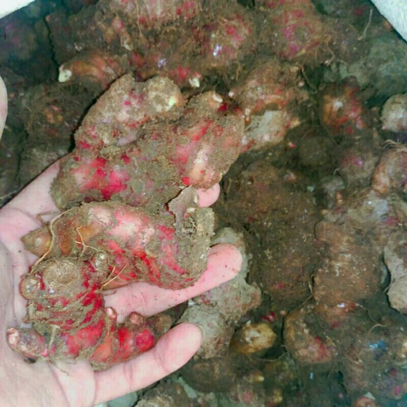 

1 Kg Jahe Merah Super Asli Pedasnya Fresh Tua