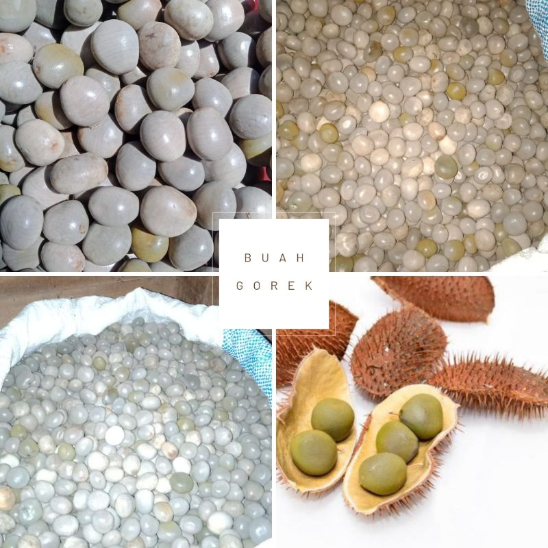 

Buah Gorek Kalaloyang Kebiul dari Flores Manggarai Barat NTT