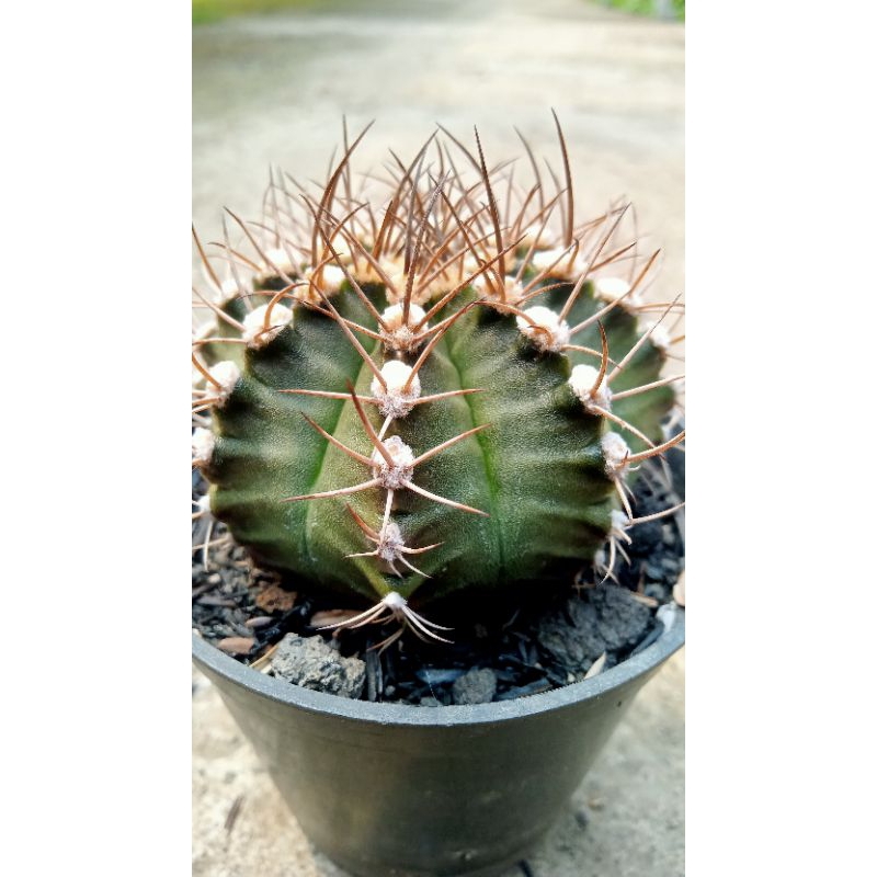 Kaktus Murah Gymno Miha