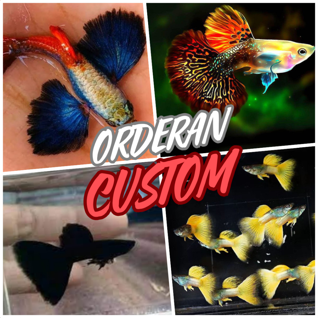 

BUKAN STICKER - CUSTOM ORDER GUPPY KOMBINASI PAKETAN GUPPY SESUAI SELERA