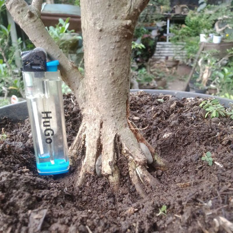 Waru merah pecah batang akar full sehat