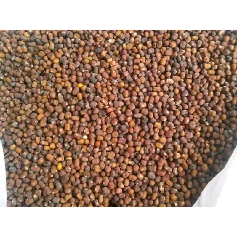 

benih biji kacangan PJ / pueraria javaniva 250 gram