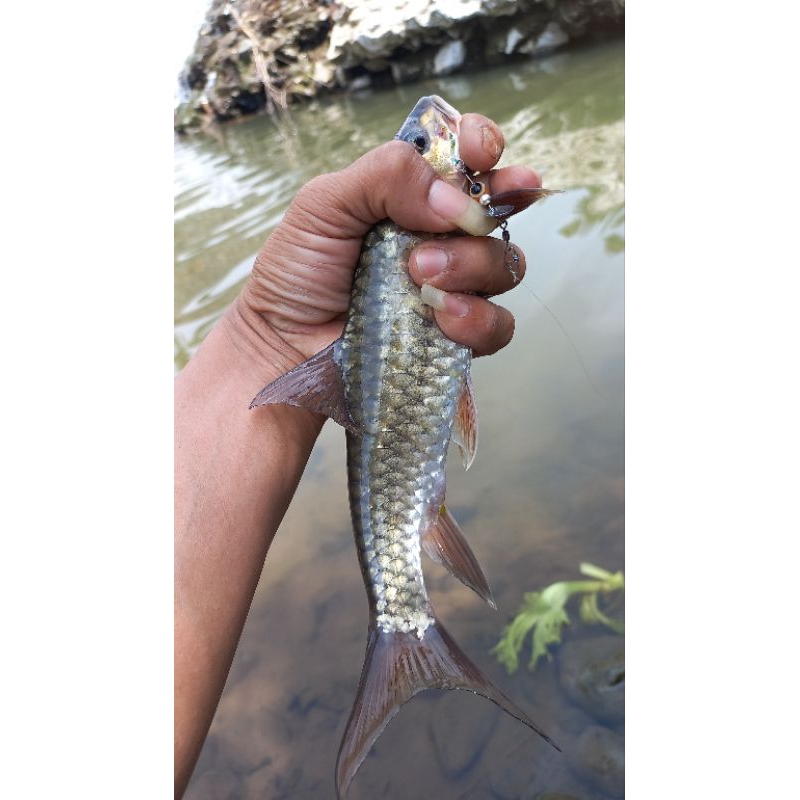 Umpan rayap lure..umpan casting wader nila masheer bethok red devil micro casting