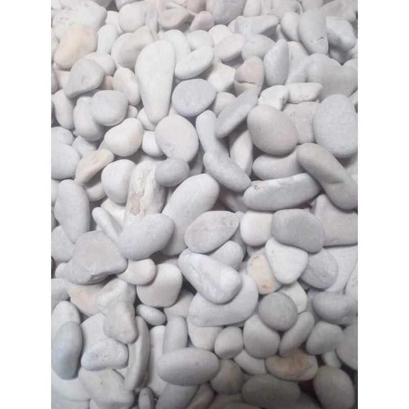 WPK Batu Putih Kupang Batu Koral Putih Batu Taman Karpot batu sikat 1kg