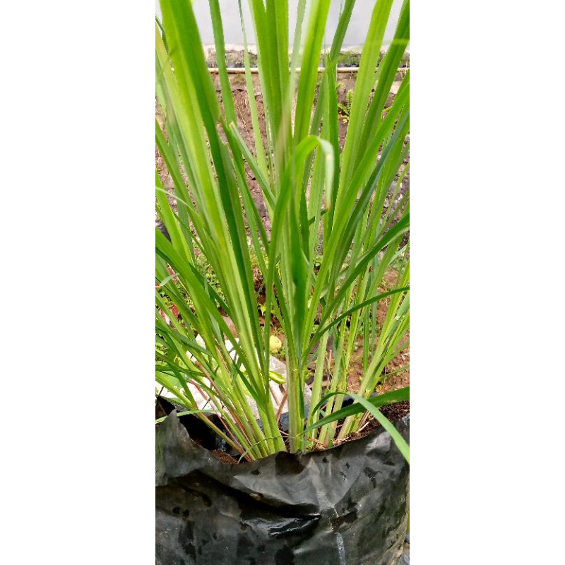 

serai bumbu masak