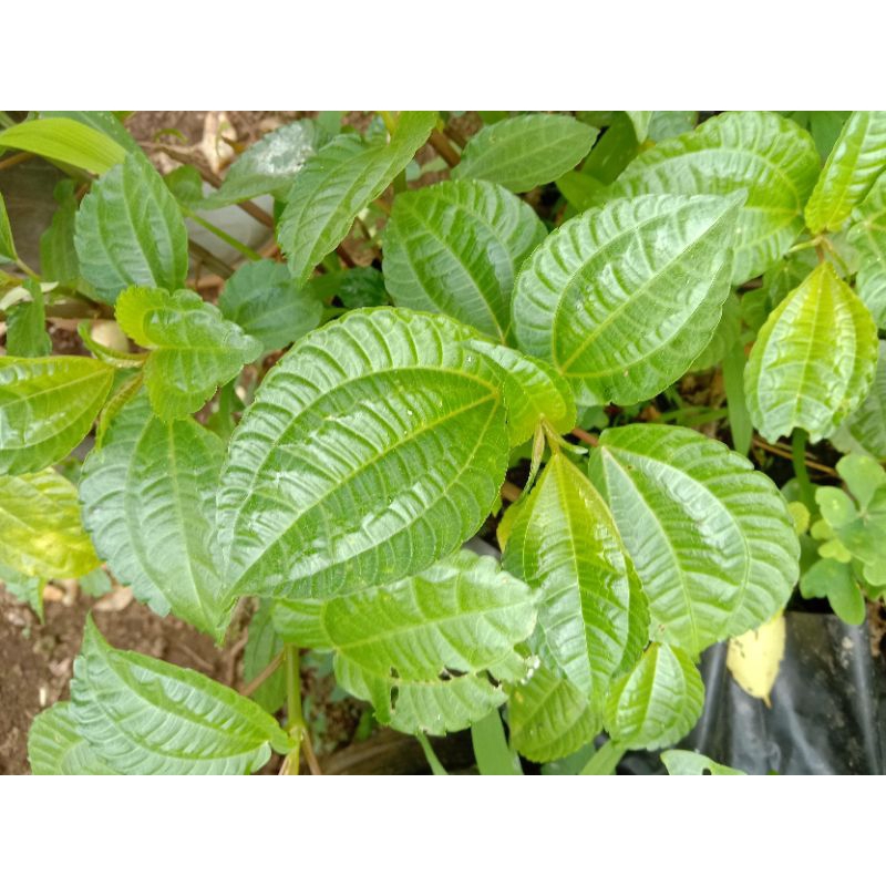 

Pohpohan Lalap daun segar