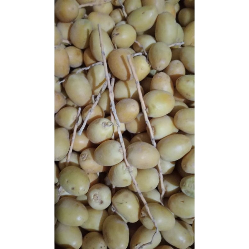 

Kurma Muda Barhi / Kurma promil / Kurma muda