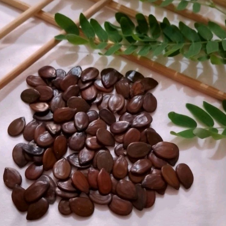 Benih Biji Petai Cina/Mlanding 100 butir