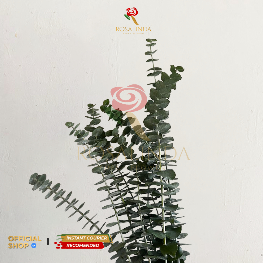 Daun Silver Dollar / Daun Potong Segar