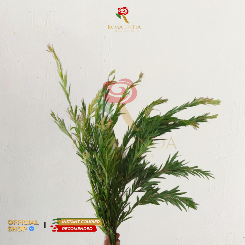 Daun Kayu Putih / Daun Potong Segar / Daun Dekorasi