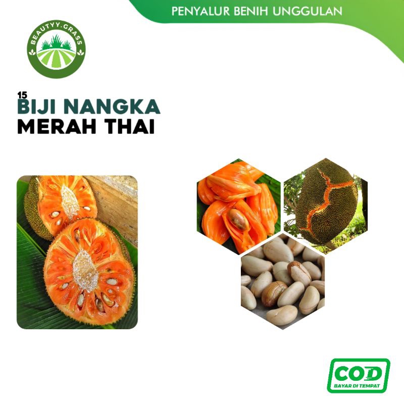 15 Bibit Biji Unggul Nangka Merah - Nangka Merah Thailand
