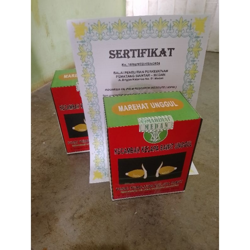 kecambah sawit unggul