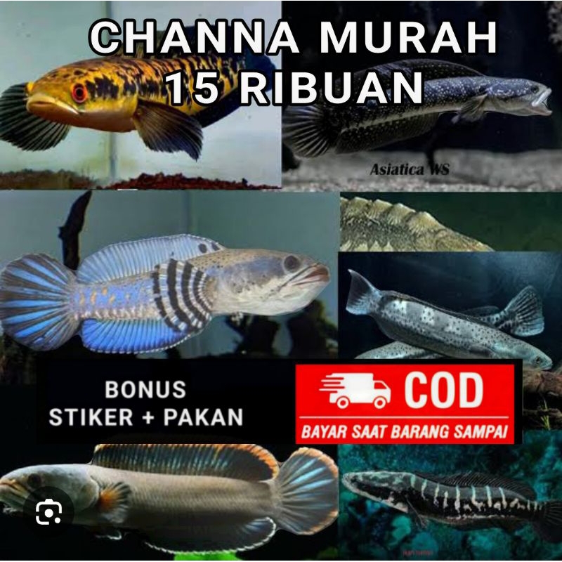 

channa andrao limbata maru asiatica pulchra stewarty