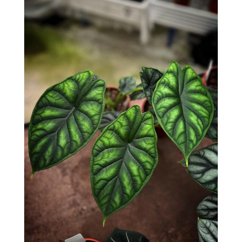 Alocasia Dragon Scale Hijau / Alokasia Scale Hijau