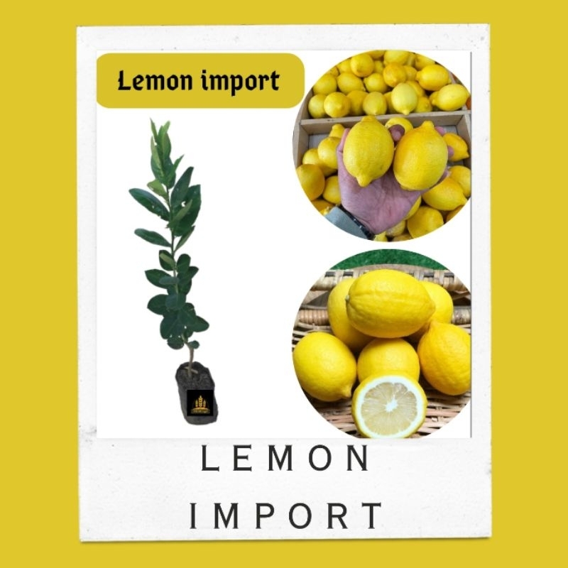 Bibit jeruk lemon import • Bibit jeruk lemon California Bella bibit